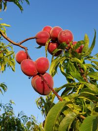 Low angle view of fruits on tree against sky