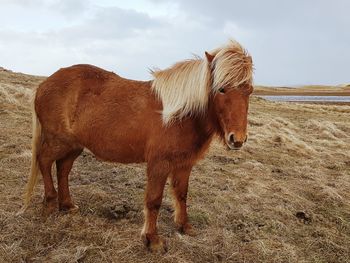 Horses standing in a field