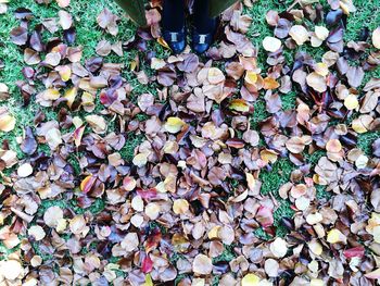 Leaves on ground