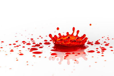 High angle view of water drops on red flower