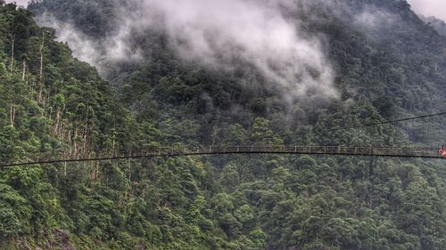 Scenic view of forest against sky