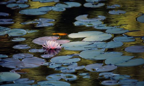 Water lily in lake