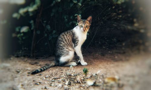 Portrait of cat sitting on field