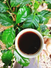 Directly above shot of person holding tea cup