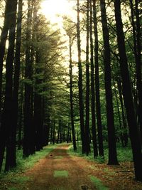 Trees in forest