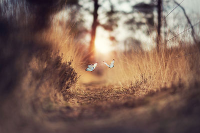 Butterflies flying over grassy field