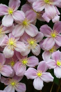 Full frame shot of flowers