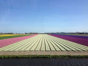 View of fields against clear sky