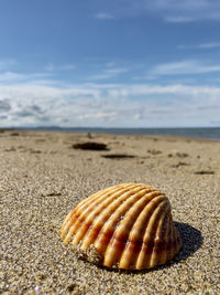 Close-up of seashell at sandy beach