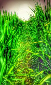 Plants growing on field