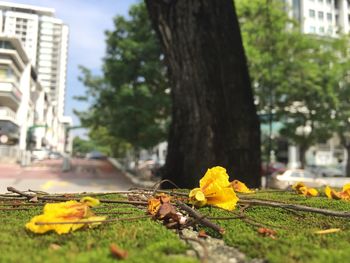 Close-up of yellow autumn leaves on street