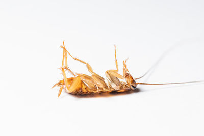 Close-up of insect over white background