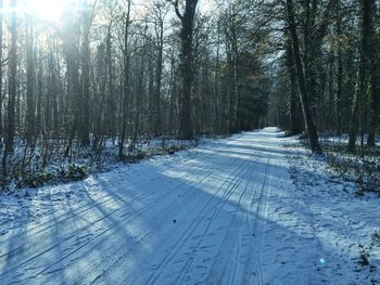 Road amidst trees in forest during winter