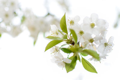 Close-up of white flowers on branch