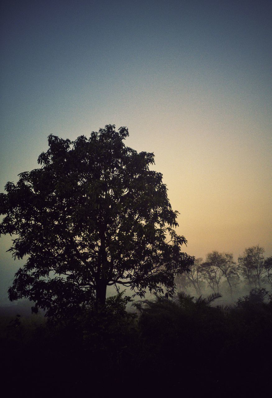 SILHOUETTE TREES ON FIELD AGAINST CLEAR SKY