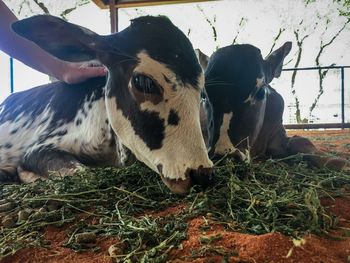 Cow in a field