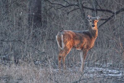 Deer standing in a forest