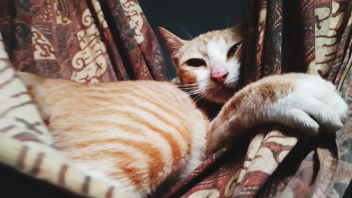 Close-up of cat sleeping at home