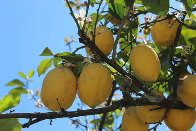 Low angle view of fruits growing on tree