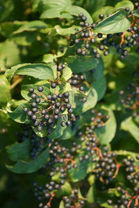 Close-up of berries growing on tree