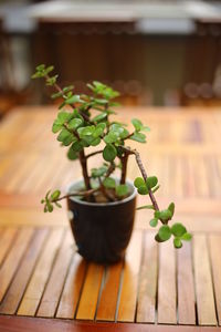 Close-up of potted plant