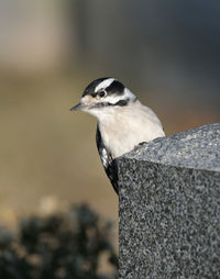 Close-up of bird perching on rock