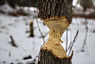 Close-up of tree trunk during winter