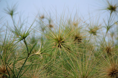 Close-up of dandelion on field