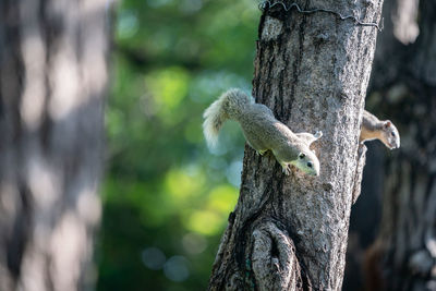 Close-up of squirrel on tree trunk