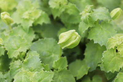 Close-up of green leaves