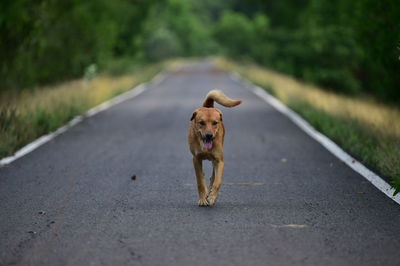 Portrait of dog on road