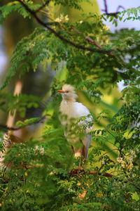Close-up of butterfly on plant