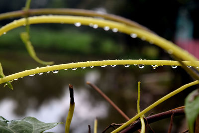 Cuscuta europaea in nature and rain water drops