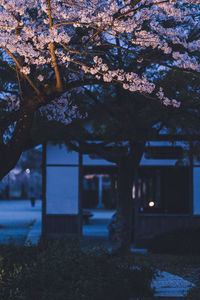 View of building and trees during rainy season