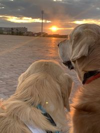 View of a dog at sunset