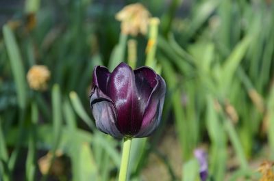 Close-up of purple flower on field