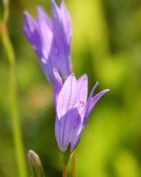 Close-up of purple flowers blooming