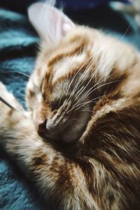 Close-up of cat sleeping
