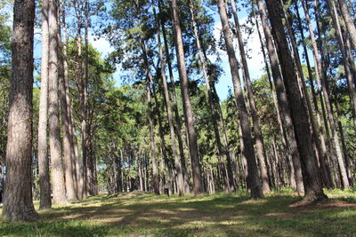 Pine trees in forest