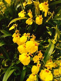 Close-up of yellow flowers