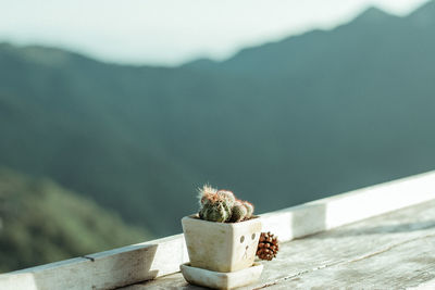 Close-up of potted plant on table