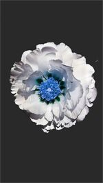 Close-up of white flower over black background