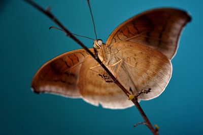 The butterfly holding on the branch, revealing its abdomen and the appearance of their lower wings.