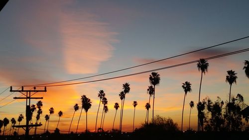 Silhouette of trees at sunset