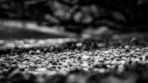 Close-up of surface level of ground