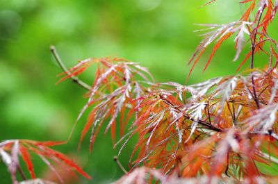 Close-up of leaves on plant during autumn