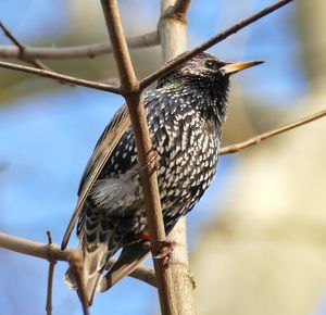 Low angle view of bird perching on branch