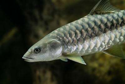 Close-up of fish in aquarium