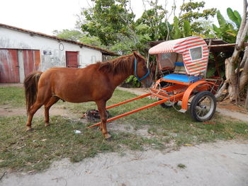 Horse cart on field