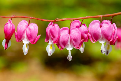 Close-up of pink flowers